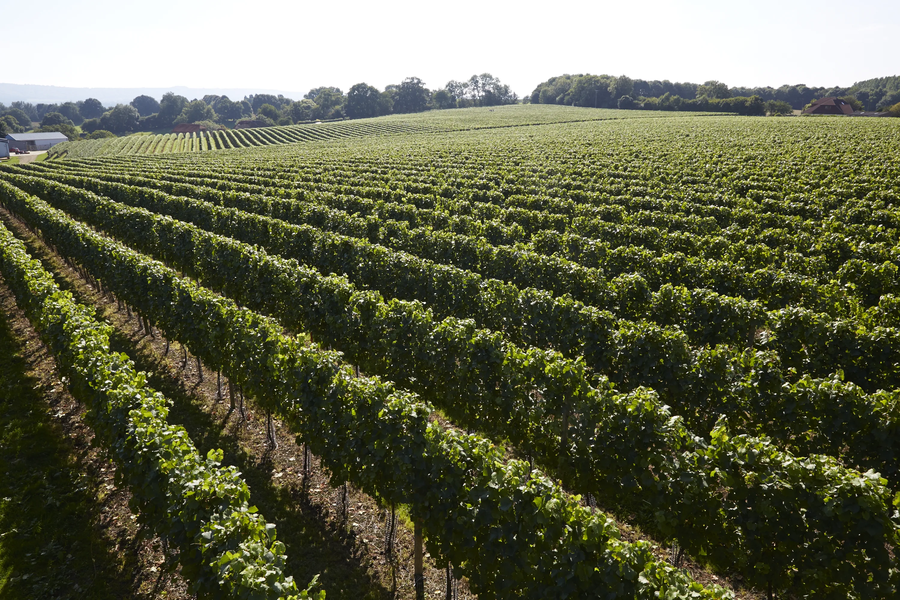 Ambriel West Sussex Premium English Sparkling Wine